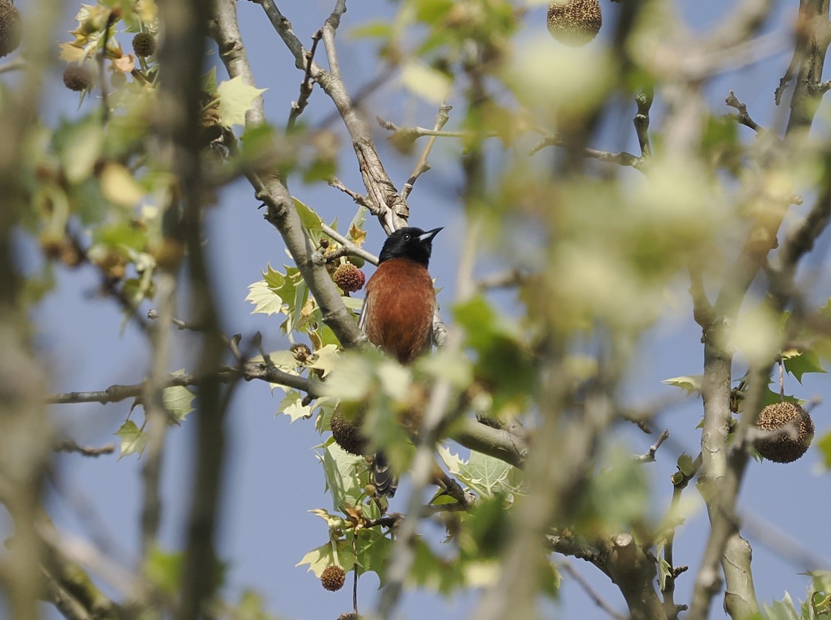 Orchard Oriole - ML617637862