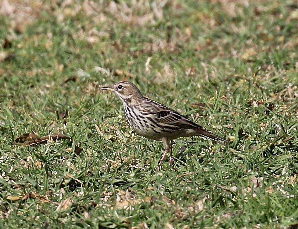 Red-throated Pipit - Ron Wilson