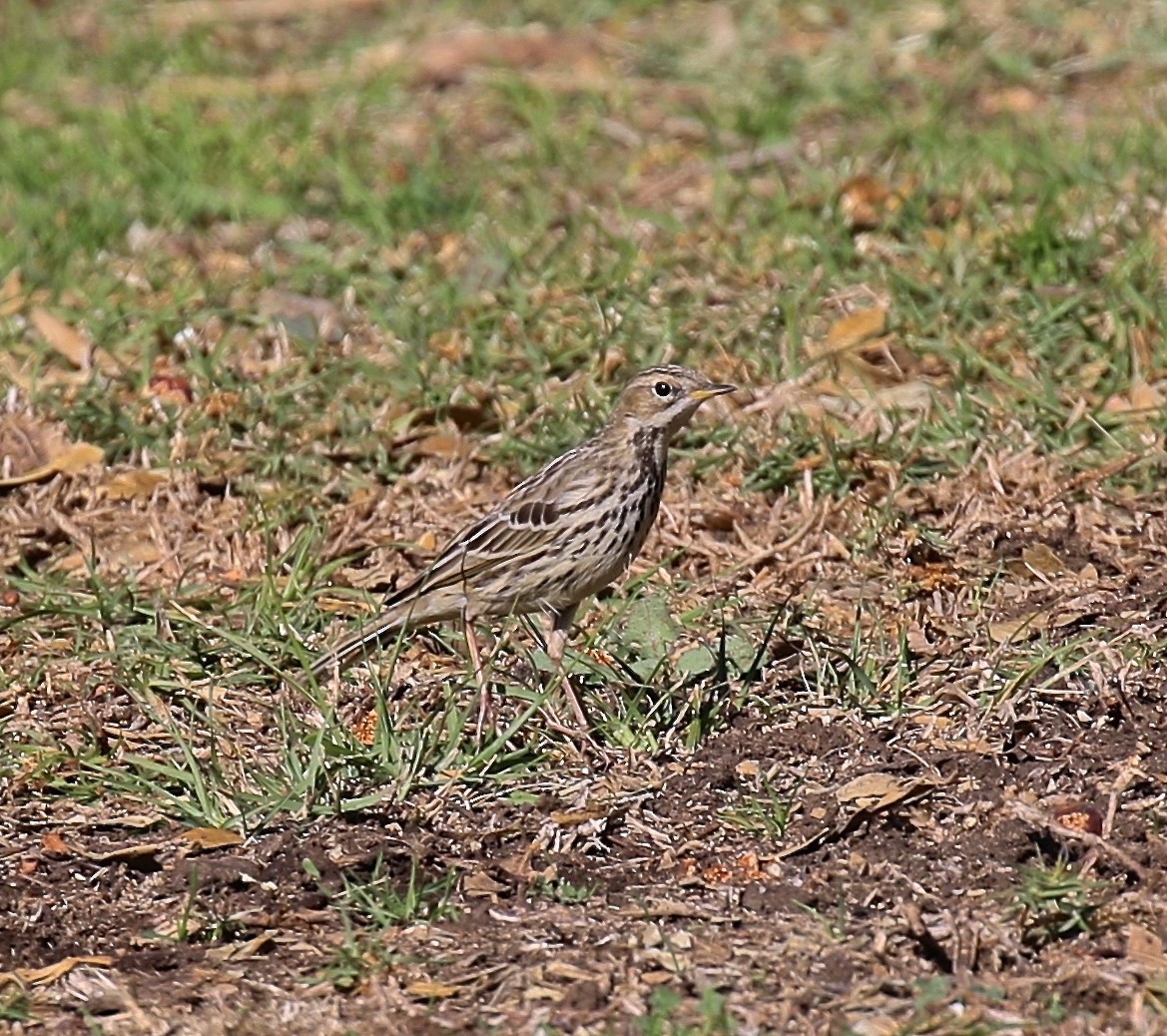 Red-throated Pipit - ML617637952