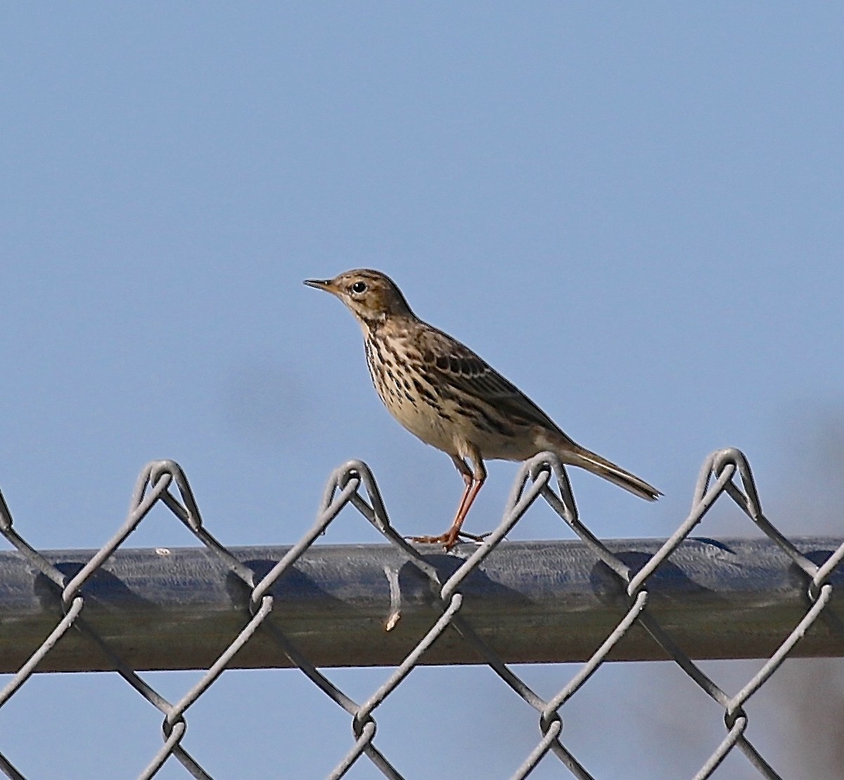 Red-throated Pipit - ML617637955