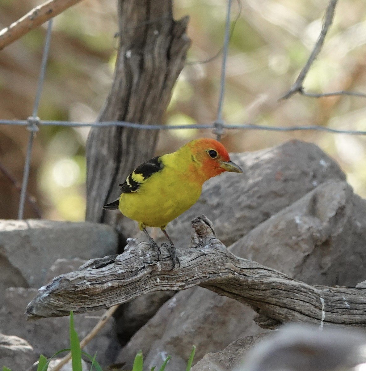 Western Tanager - ML617637966