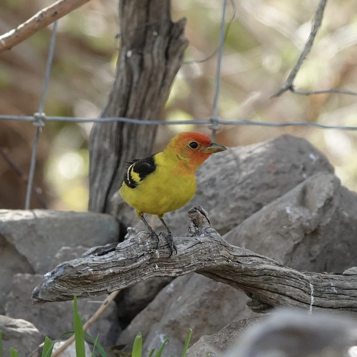 Western Tanager - ML617637967