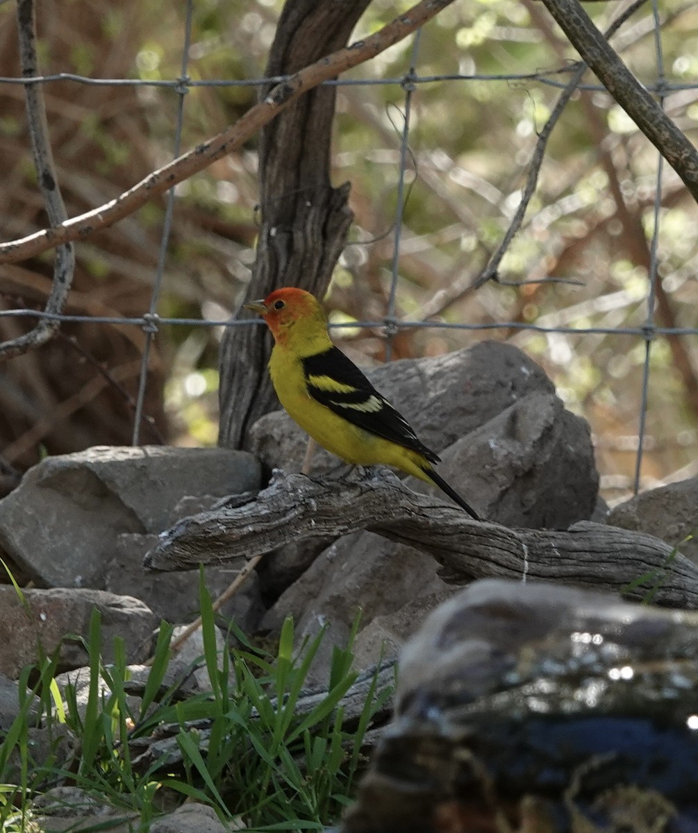 Western Tanager - ML617637968