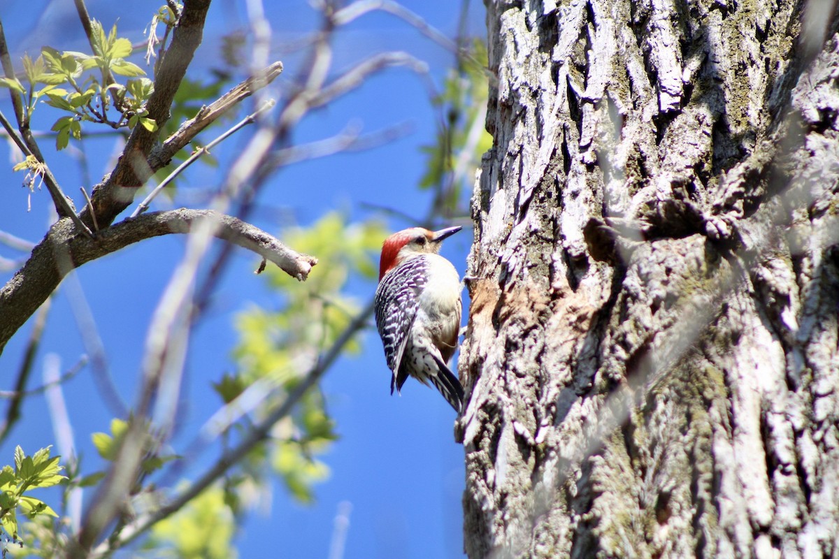 Red-bellied Woodpecker - ML617638017