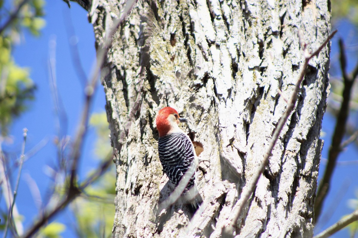 Red-bellied Woodpecker - ML617638019
