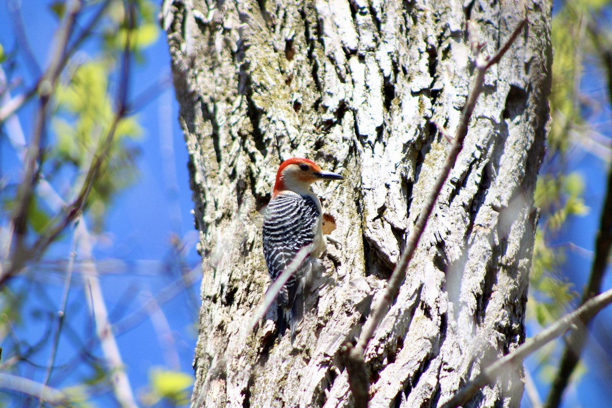 Red-bellied Woodpecker - Matt Gard