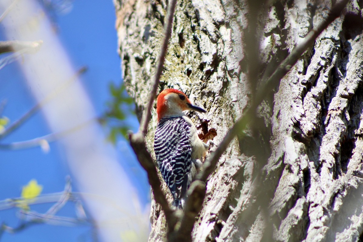 Red-bellied Woodpecker - ML617638021
