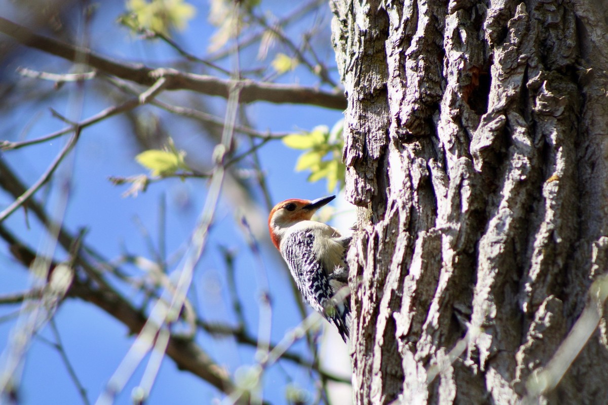Red-bellied Woodpecker - Matt Gard