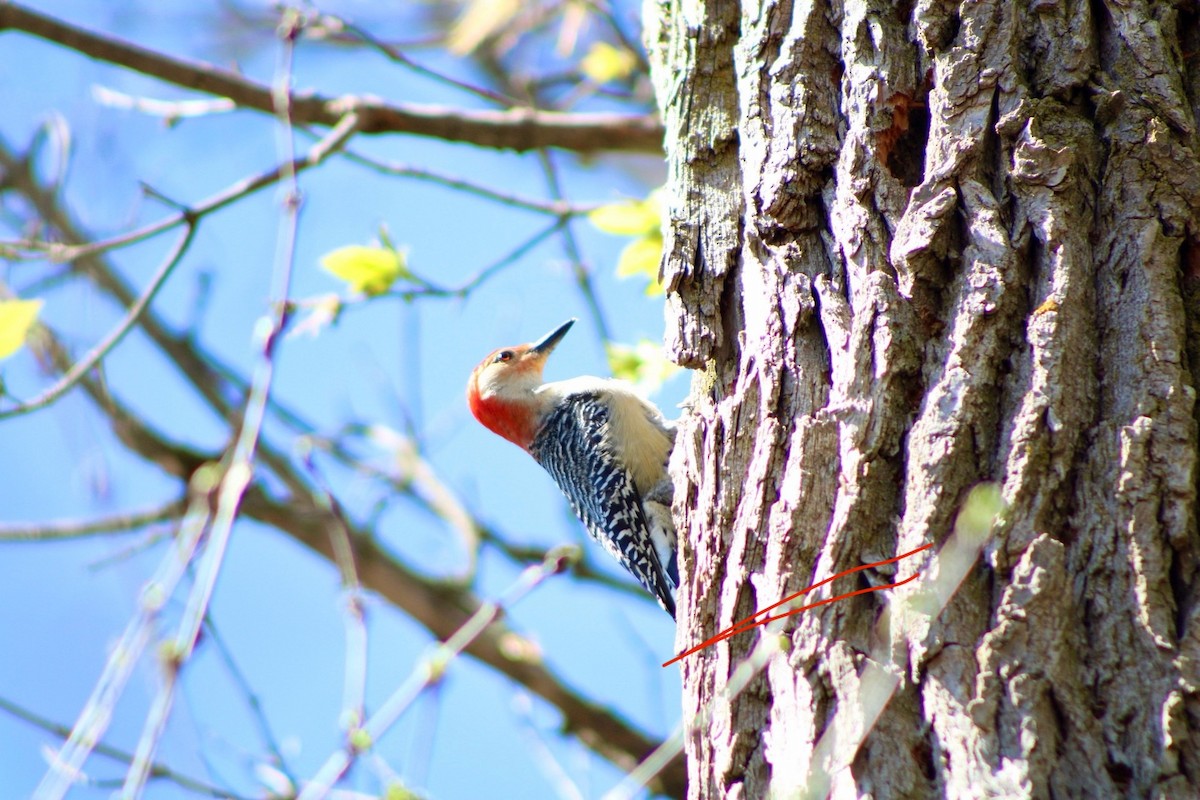 Red-bellied Woodpecker - ML617638023