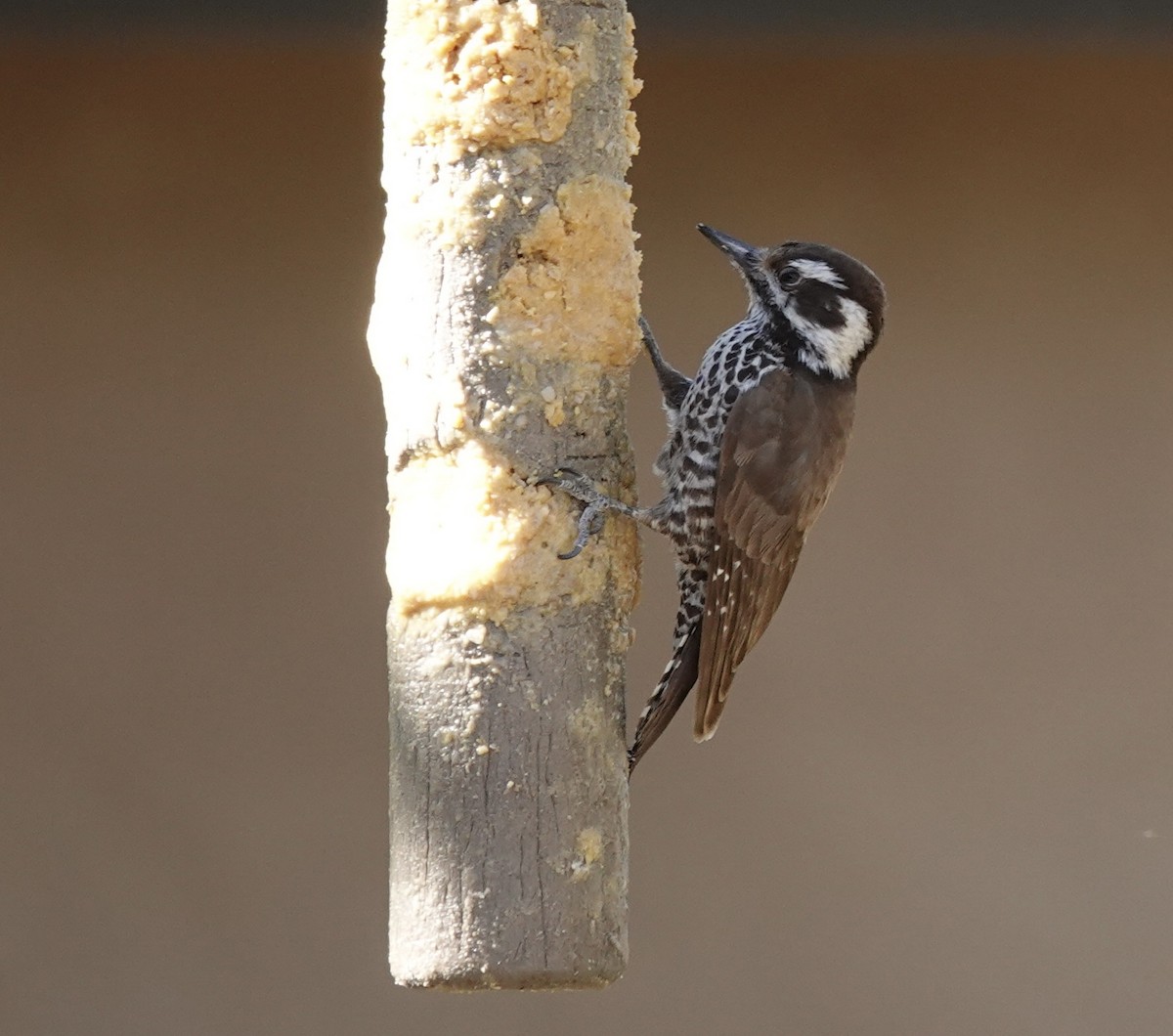 Arizona Woodpecker - ML617638026