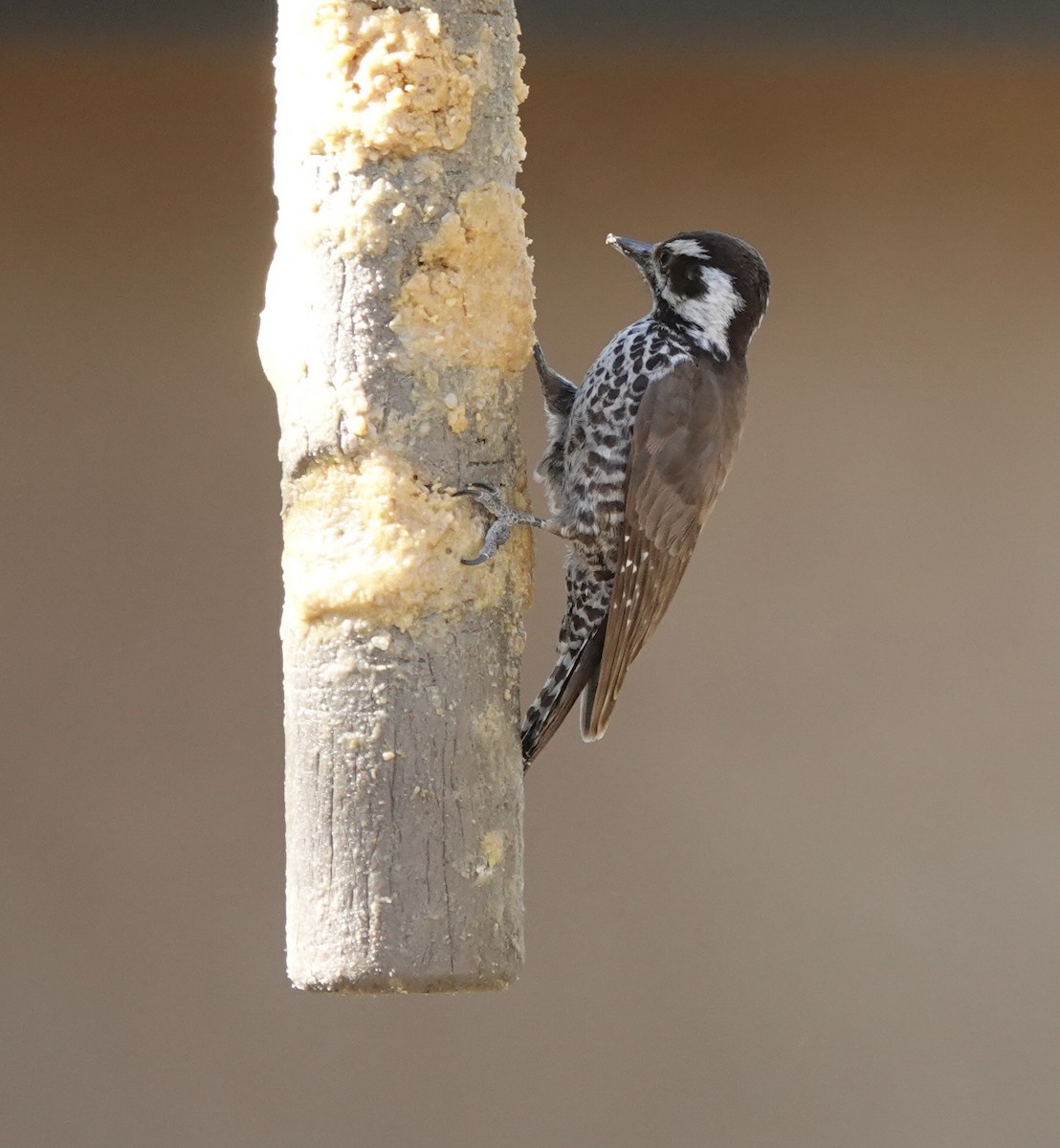 Arizona Woodpecker - ML617638027