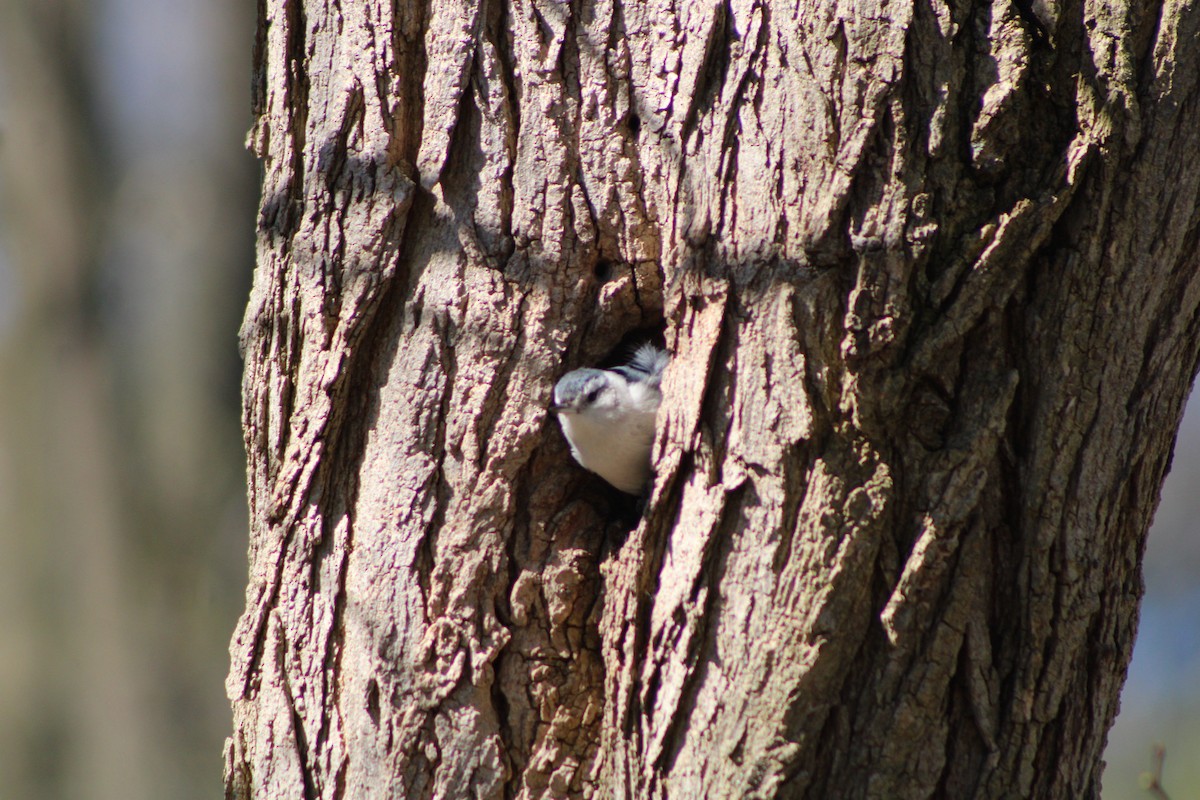 White-breasted Nuthatch - ML617638044