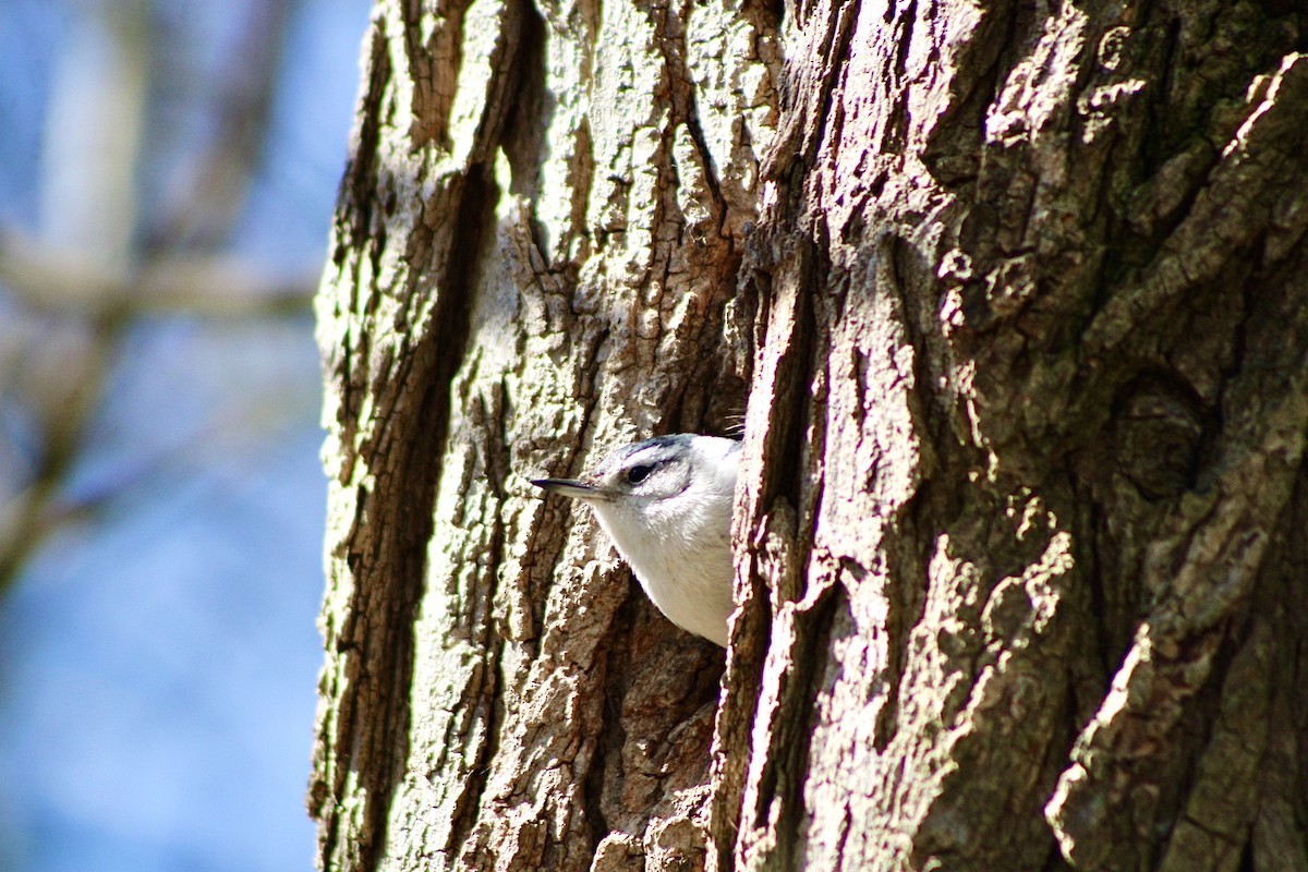 White-breasted Nuthatch - ML617638045