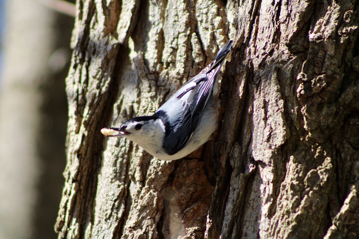 White-breasted Nuthatch - ML617638046