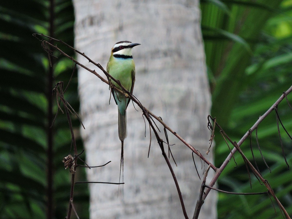 White-throated Bee-eater - Andrew Cauldwell