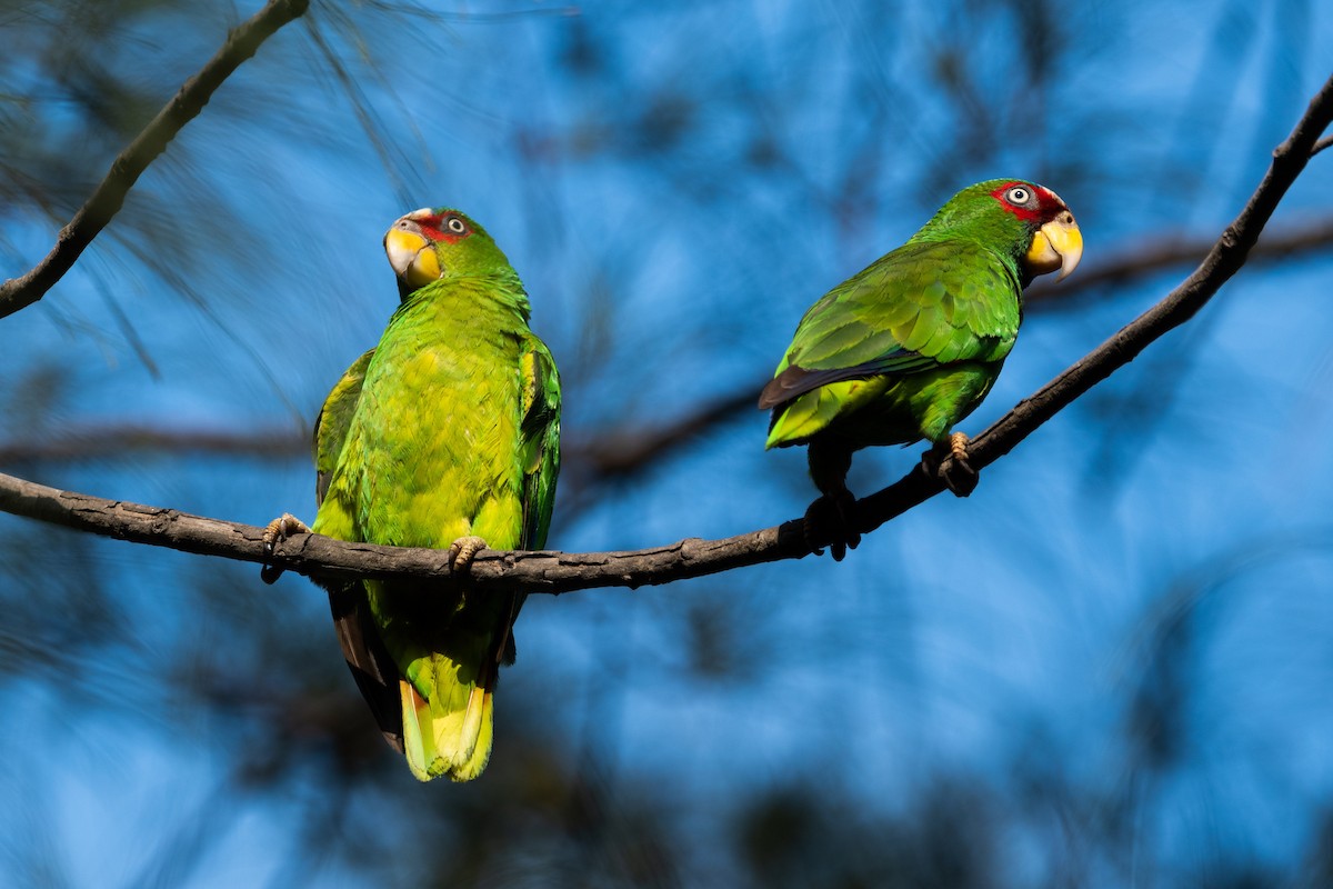 White-fronted Parrot - ML617638088