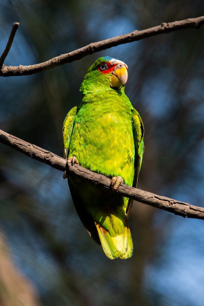 White-fronted Parrot - ML617638090