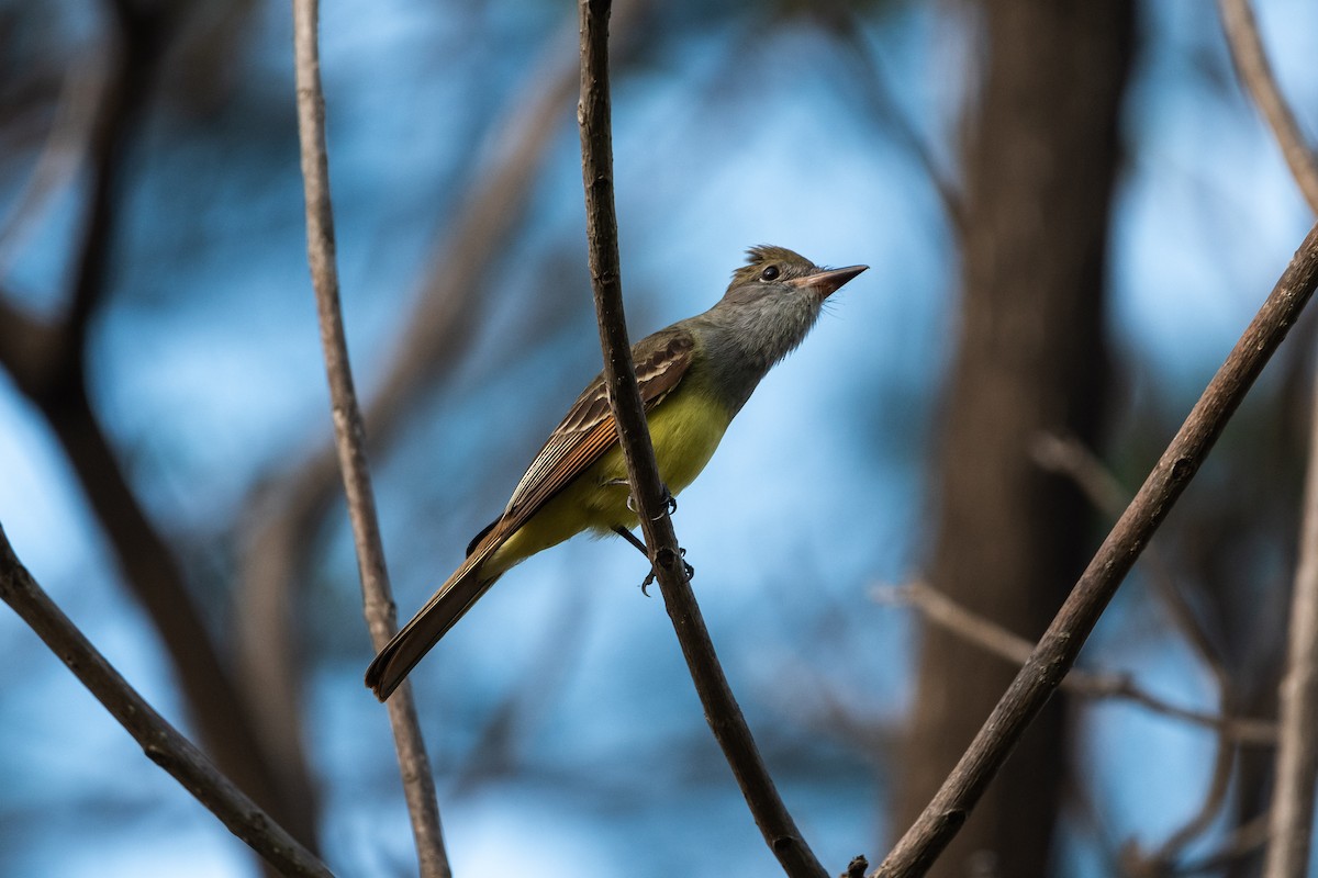 Great Crested Flycatcher - ML617638102