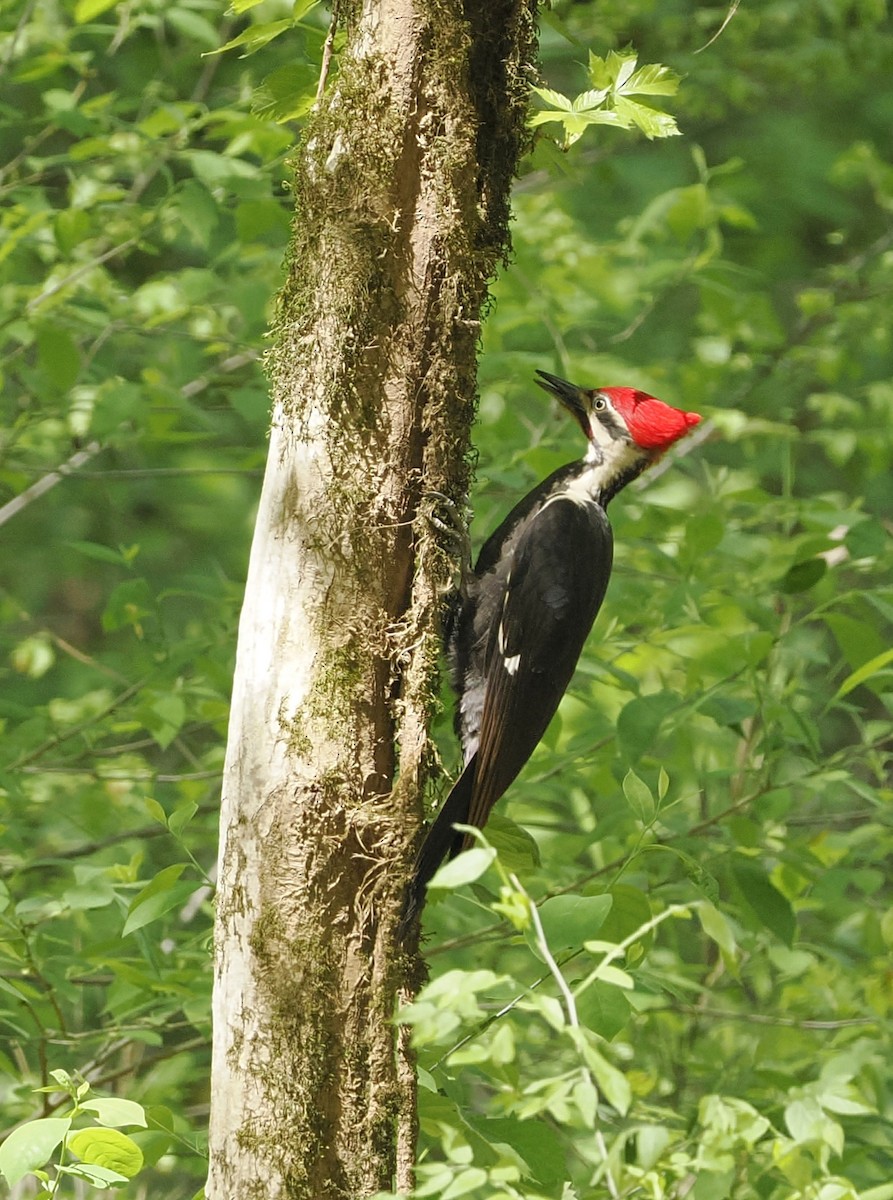 Pileated Woodpecker - ML617638250