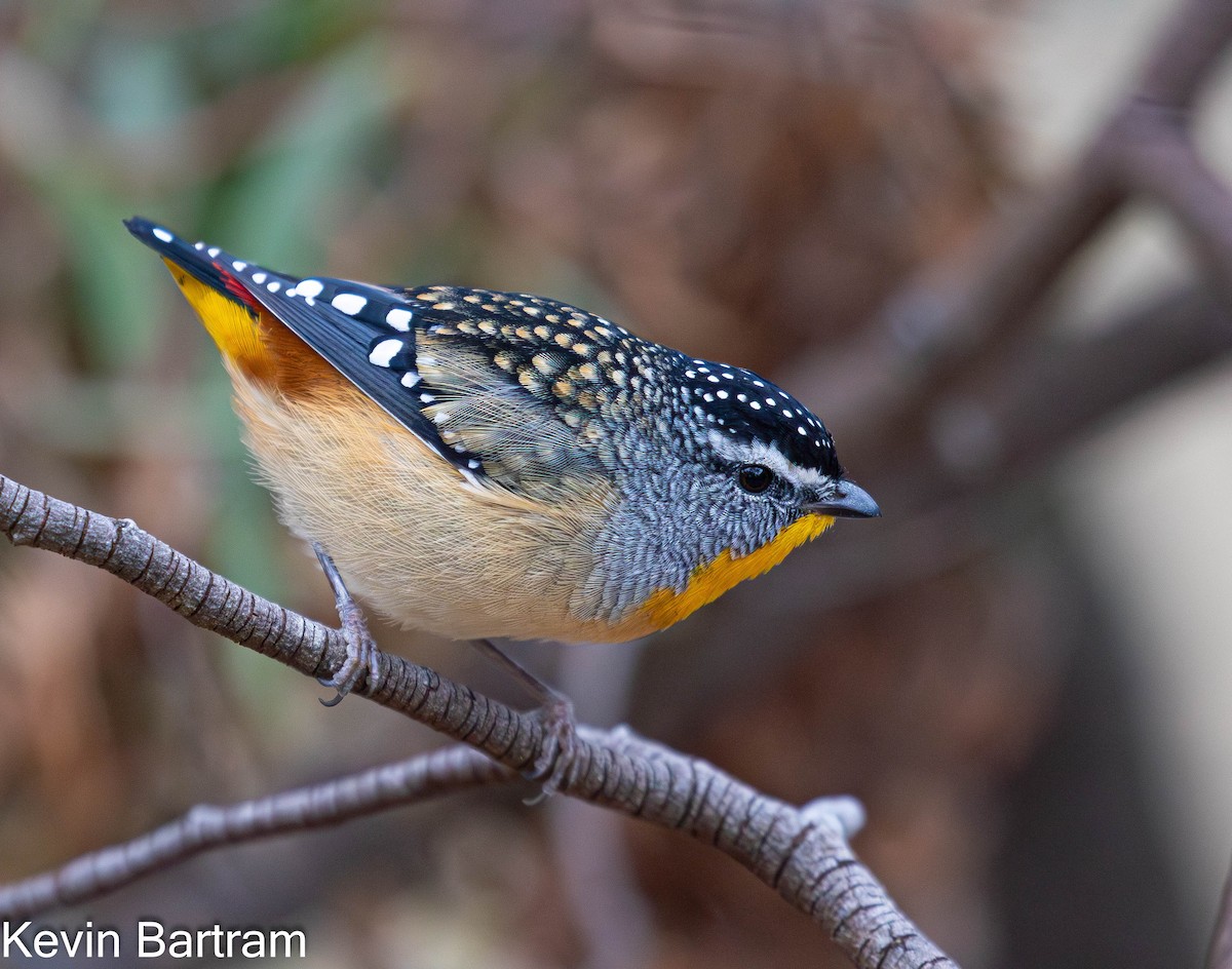 Spotted Pardalote (Spotted) - ML617638253