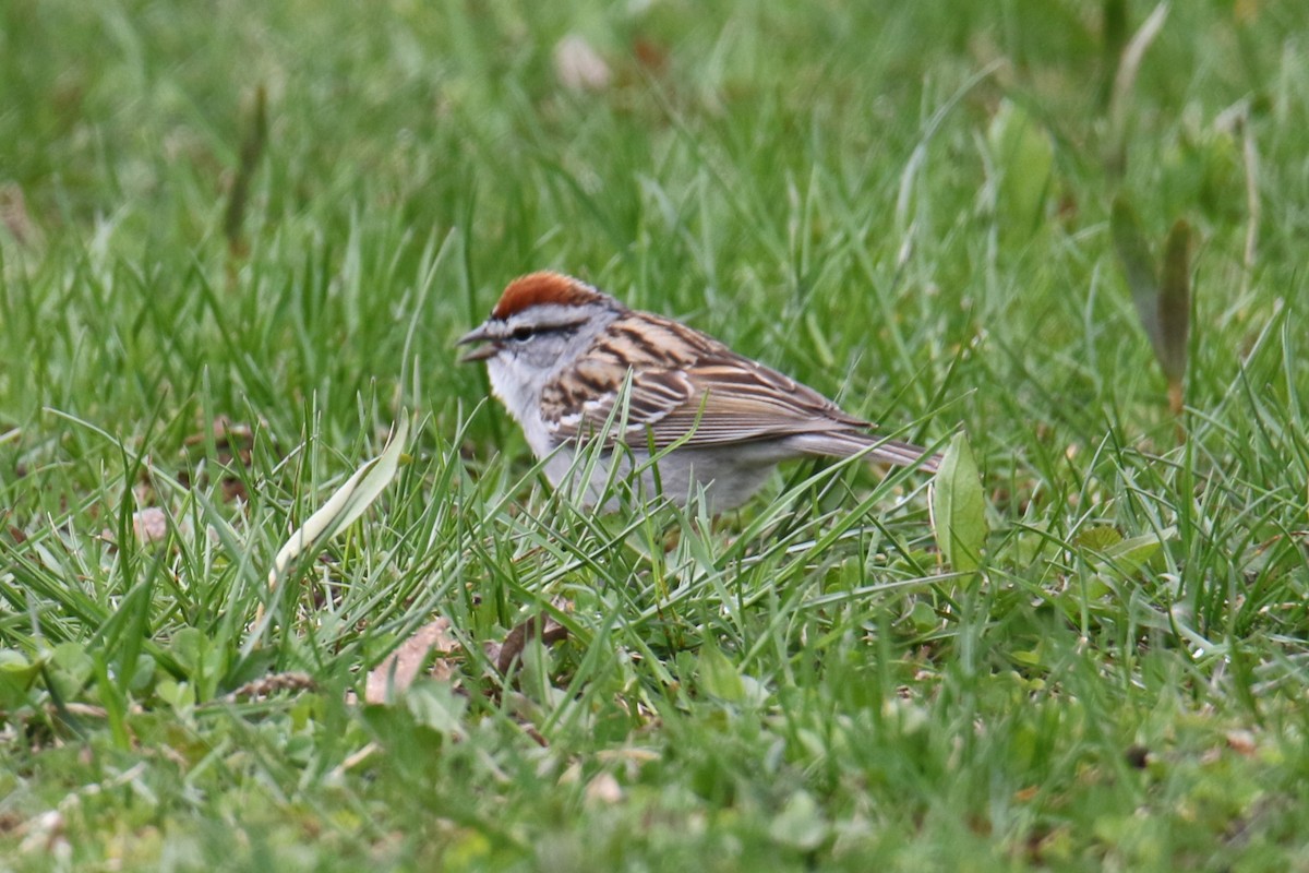 Chipping Sparrow - Linda Miller