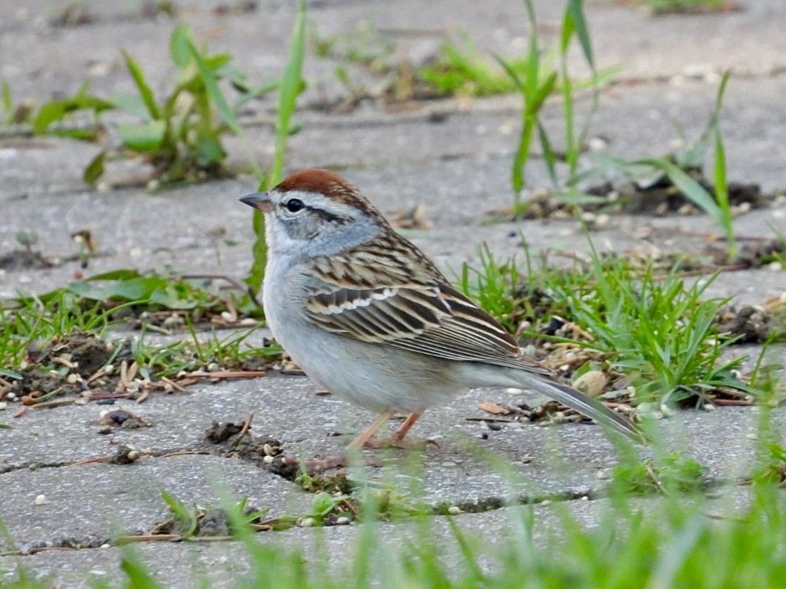 Chipping Sparrow - Rosanne Petrich