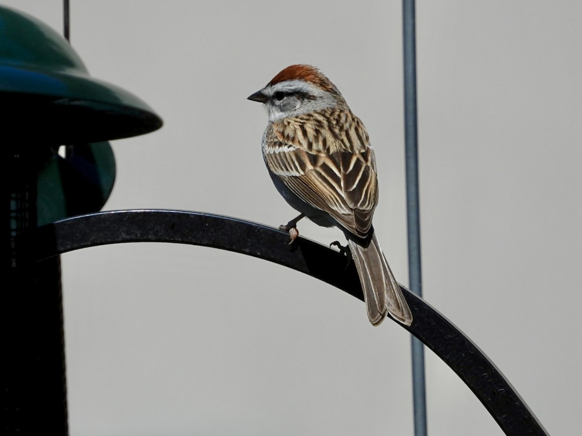 Chipping Sparrow - ML617638272