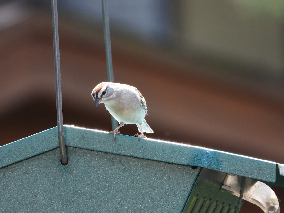 Chipping Sparrow - Rosanne Petrich