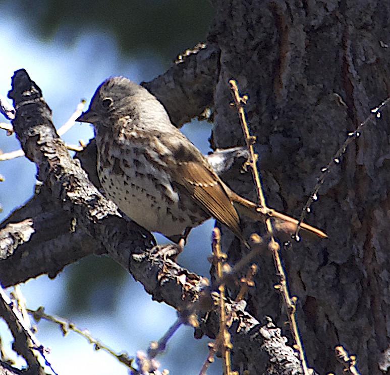 Fox Sparrow (Slate-colored) - ML617638289