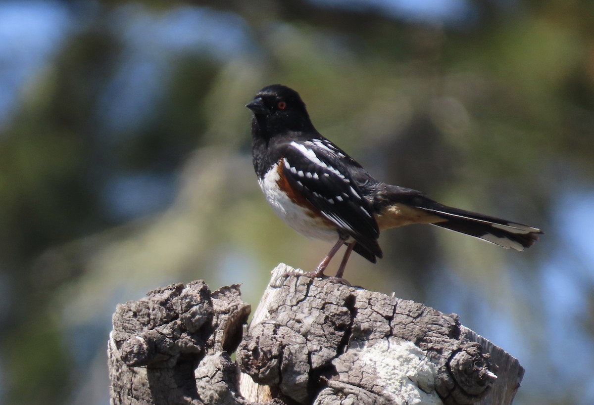 Spotted Towhee - ML617638295