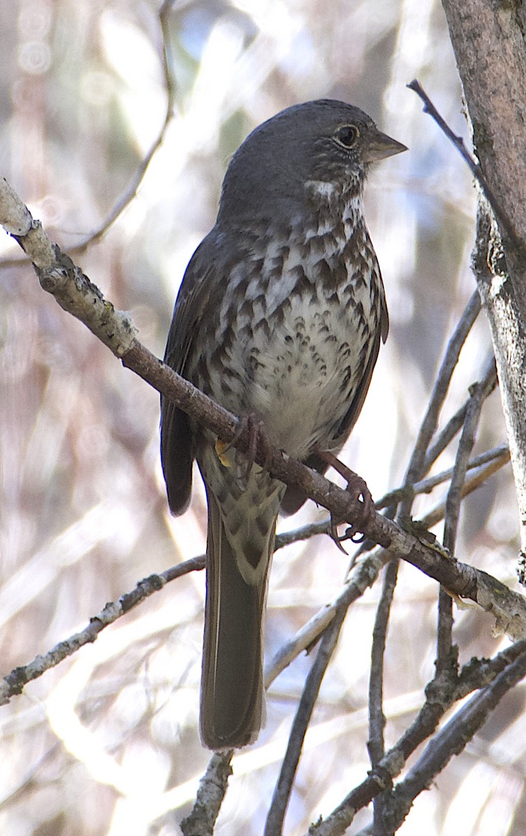 Fox Sparrow (Slate-colored) - ML617638296