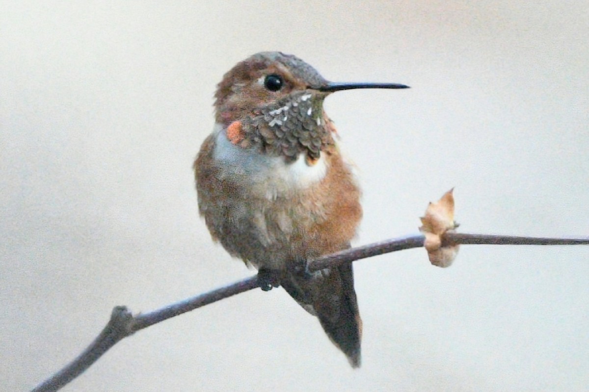 Rufous Hummingbird - Elizabeth Hawkins