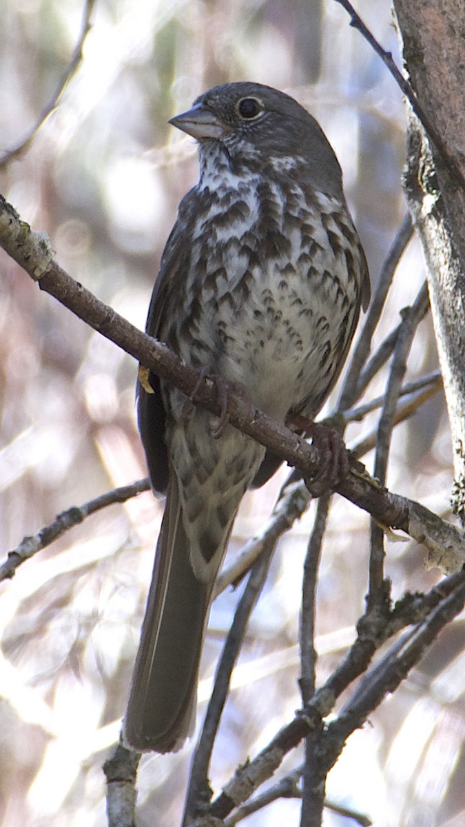 Fox Sparrow (Slate-colored) - Dave Trochlell