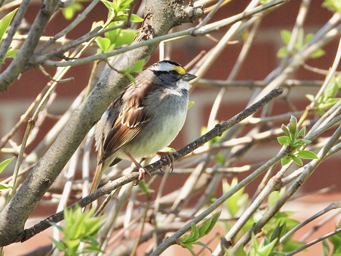 White-throated Sparrow - Rosanne Petrich