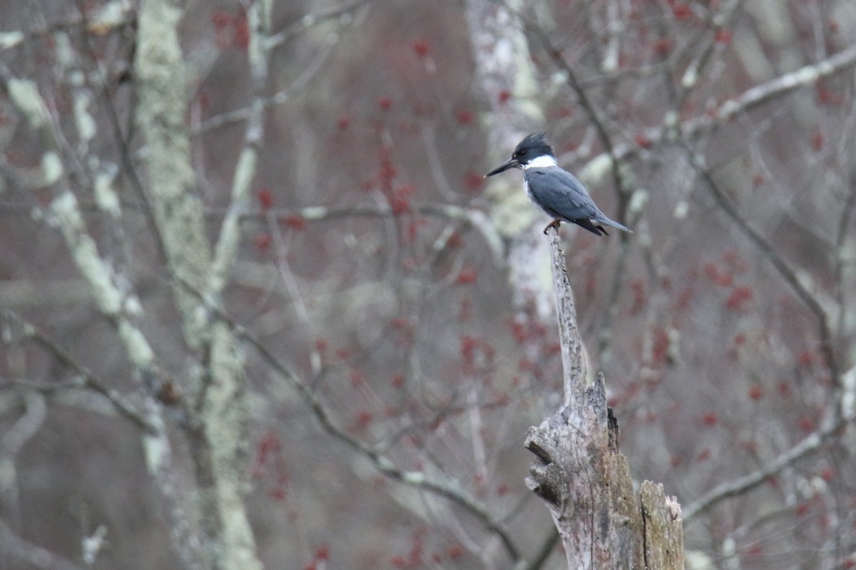 Belted Kingfisher - ML617638462