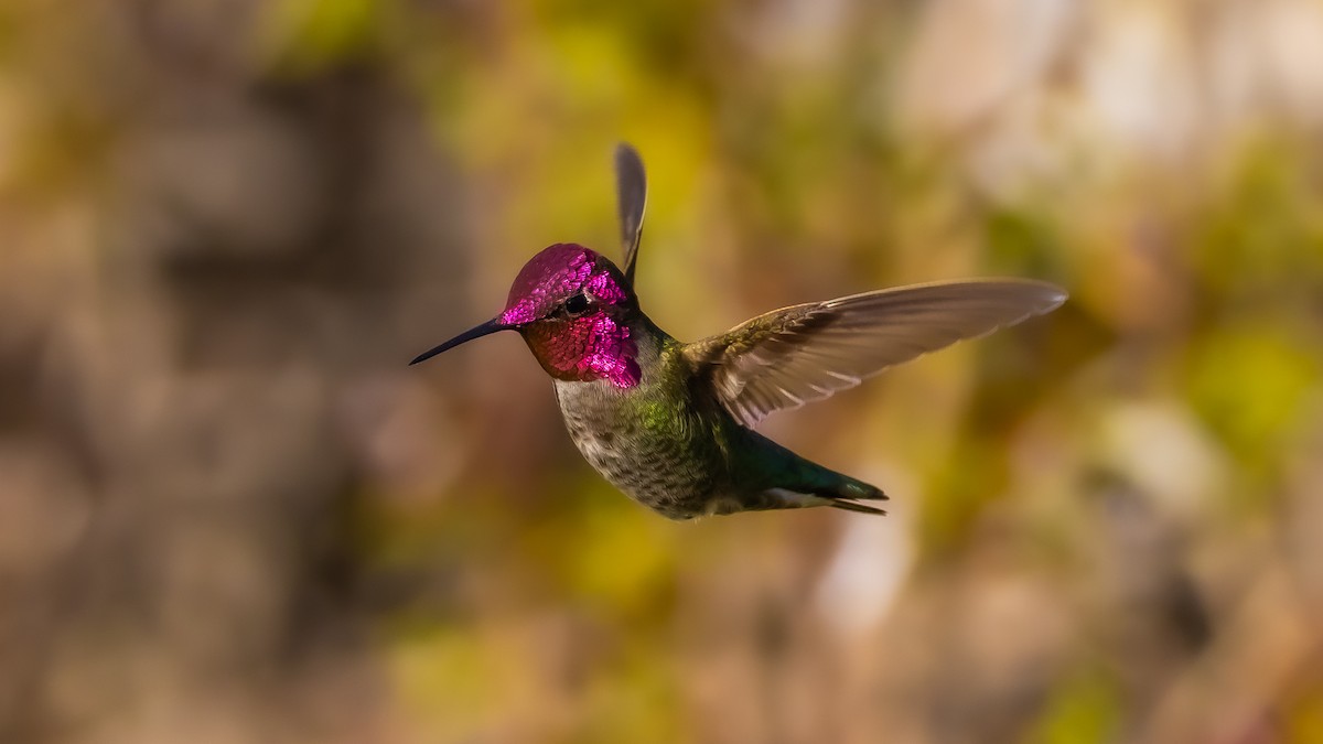 Anna's Hummingbird - ML617638502