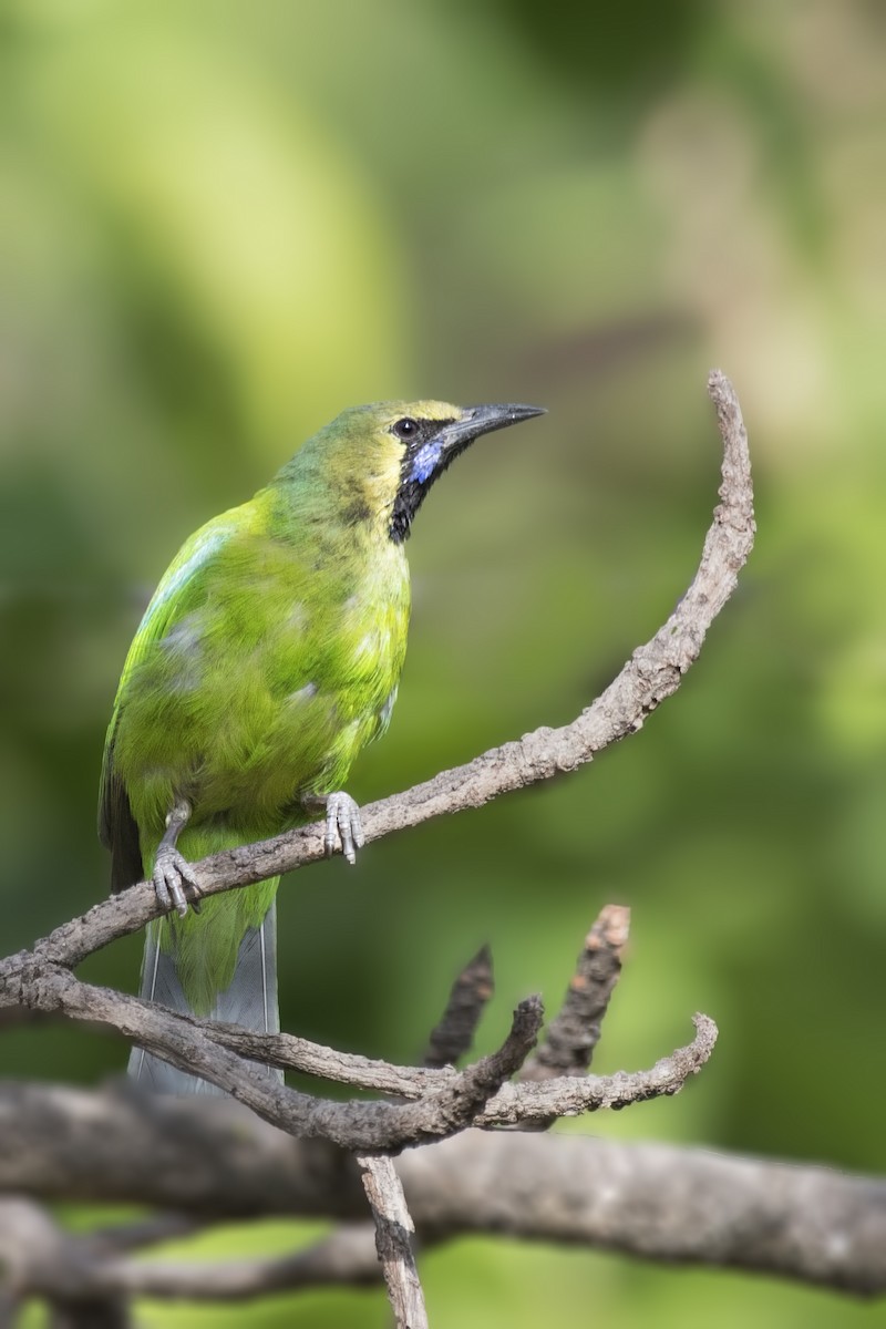 Jerdon's Leafbird - SOVON PARBAT