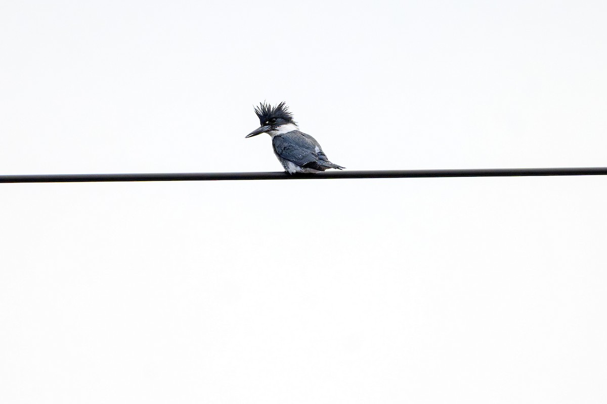 Belted Kingfisher - Gail Kahover