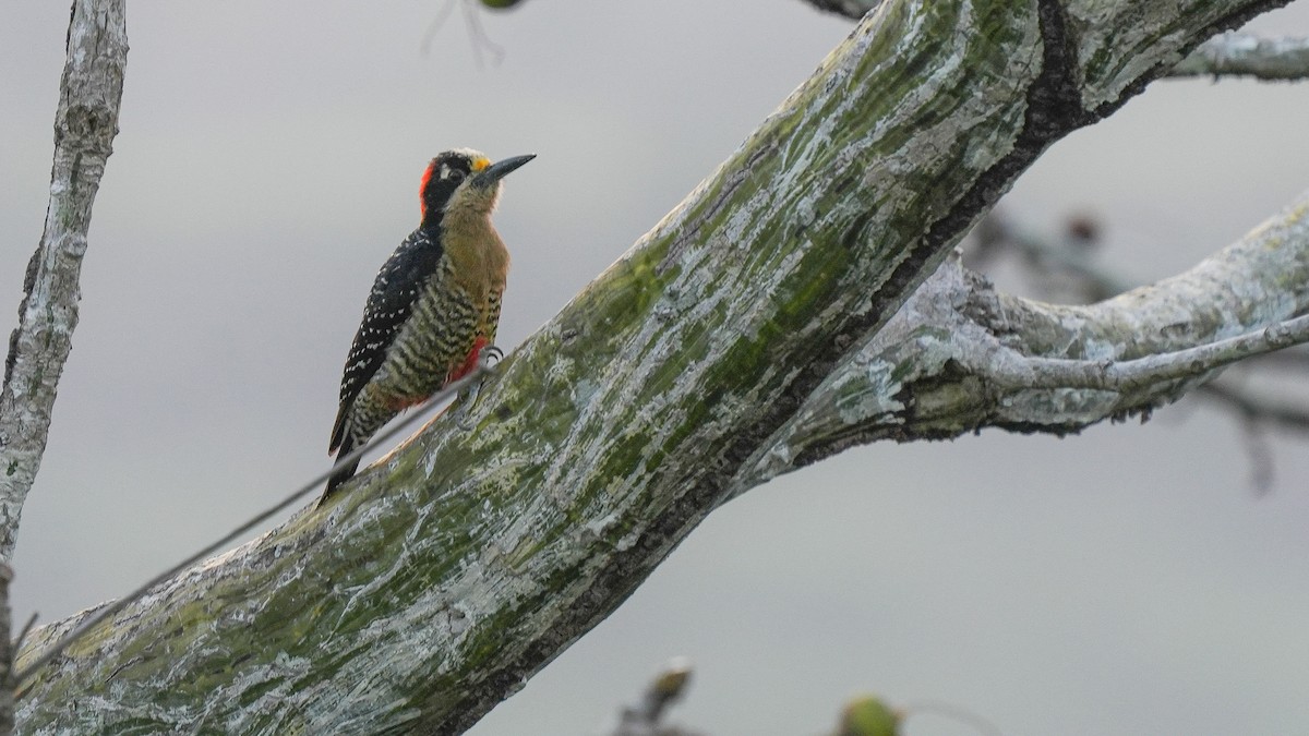 Black-cheeked Woodpecker - ML617638682