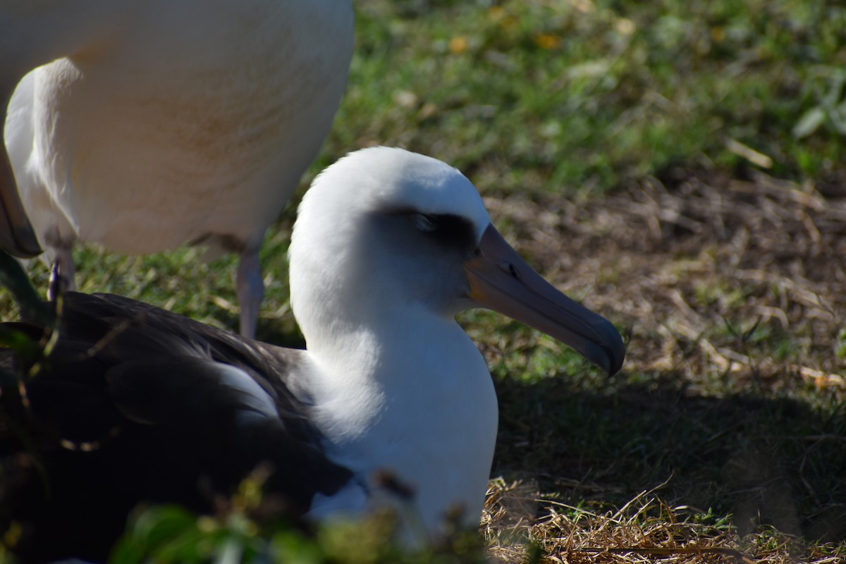 albatros laysanský - ML617638711