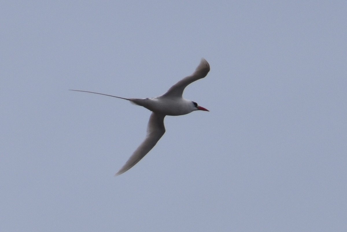 Red-tailed Tropicbird - ML617638775