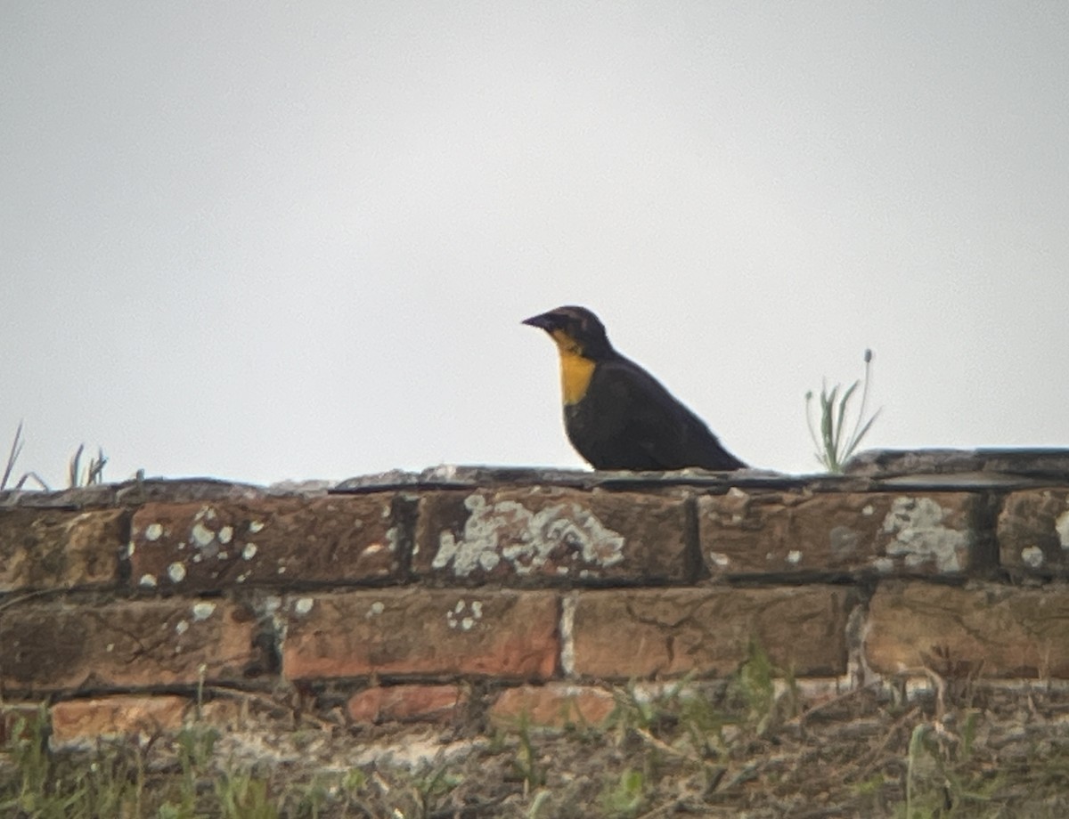 Yellow-headed Blackbird - ML617638801