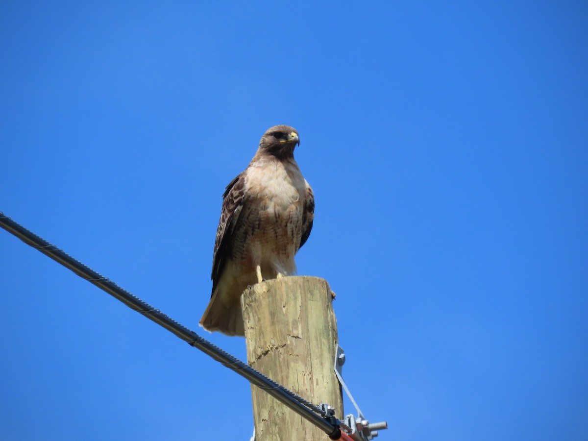 Red-tailed Hawk - karen pinckard