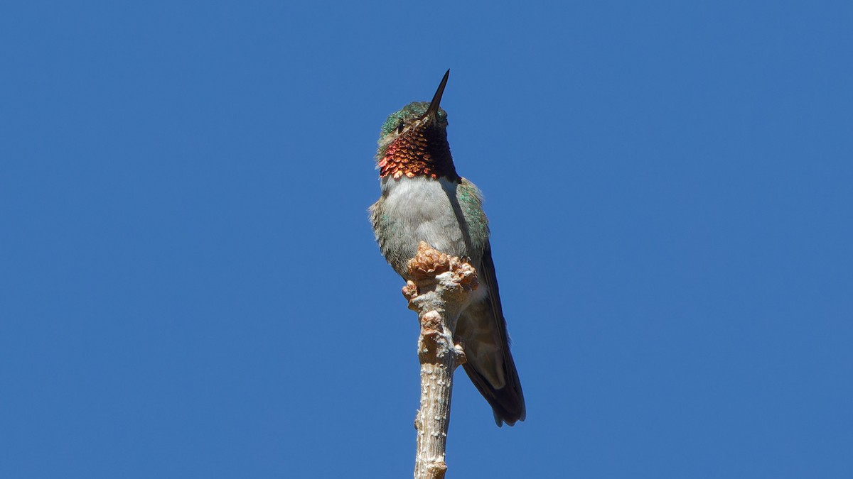 Broad-tailed Hummingbird - Bob Scheidt