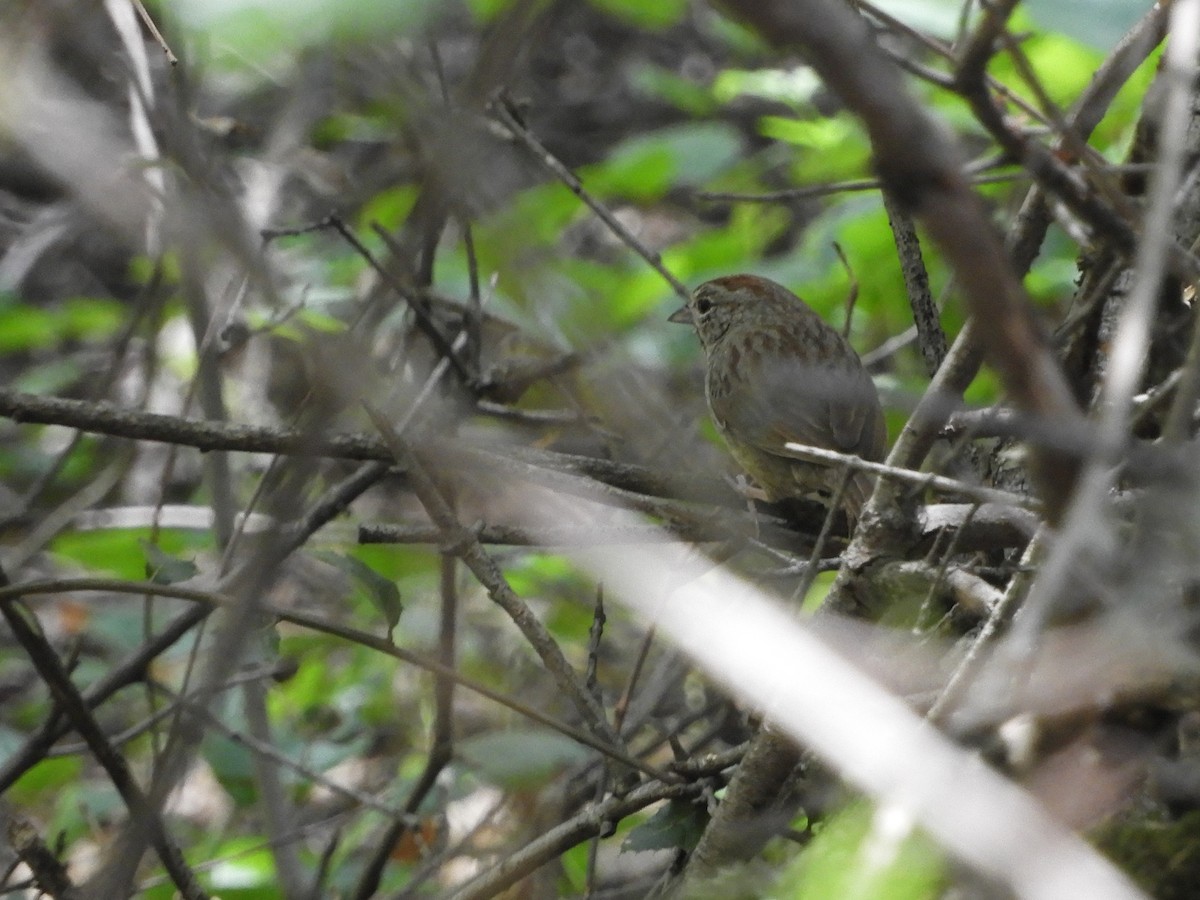 Rufous-crowned Sparrow - ML617638874