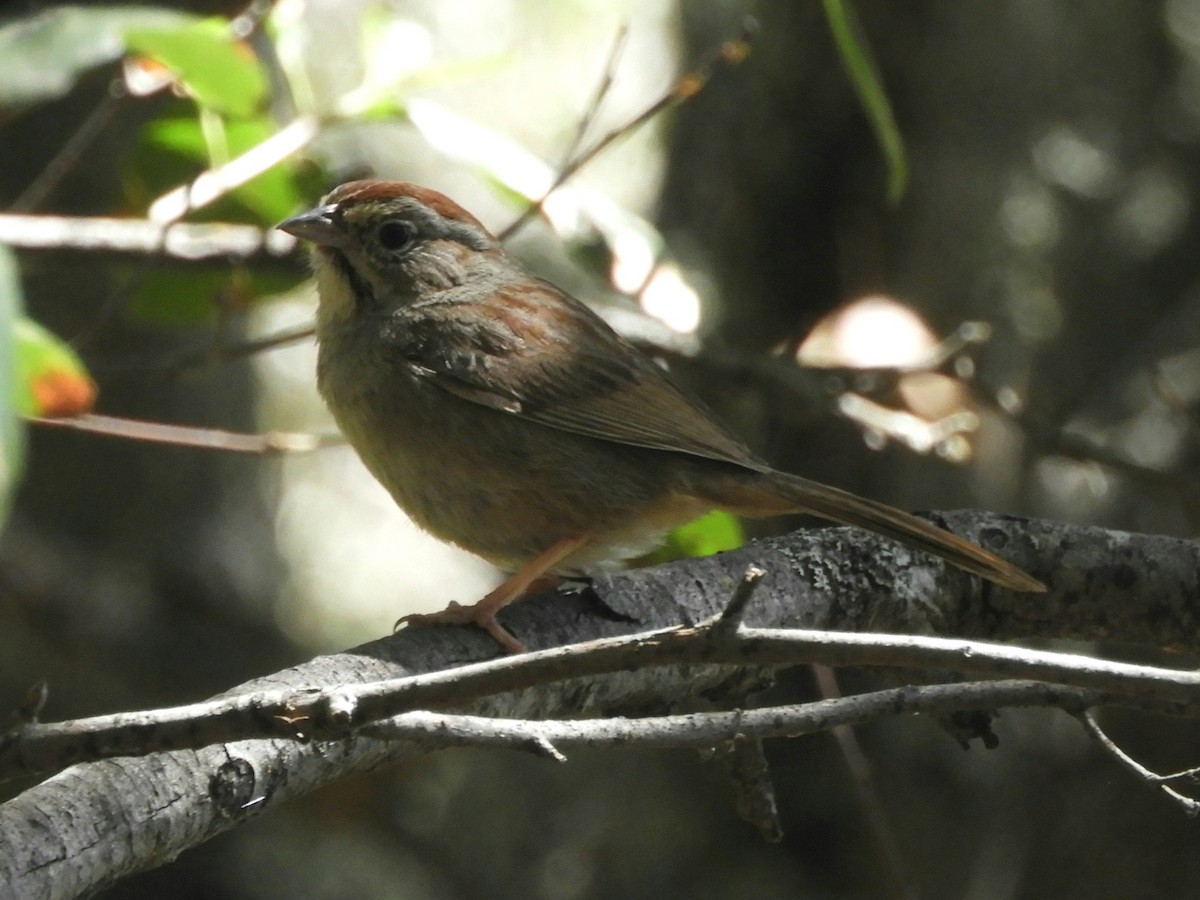 Rufous-crowned Sparrow - ML617638884