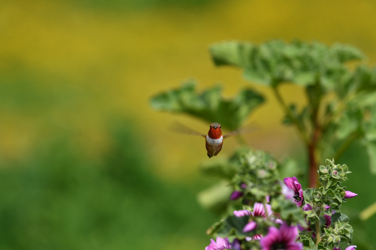 Rufous Hummingbird - Heather Williams