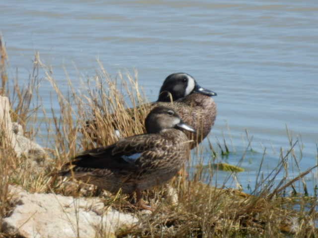 Blue-winged Teal - ML617638893