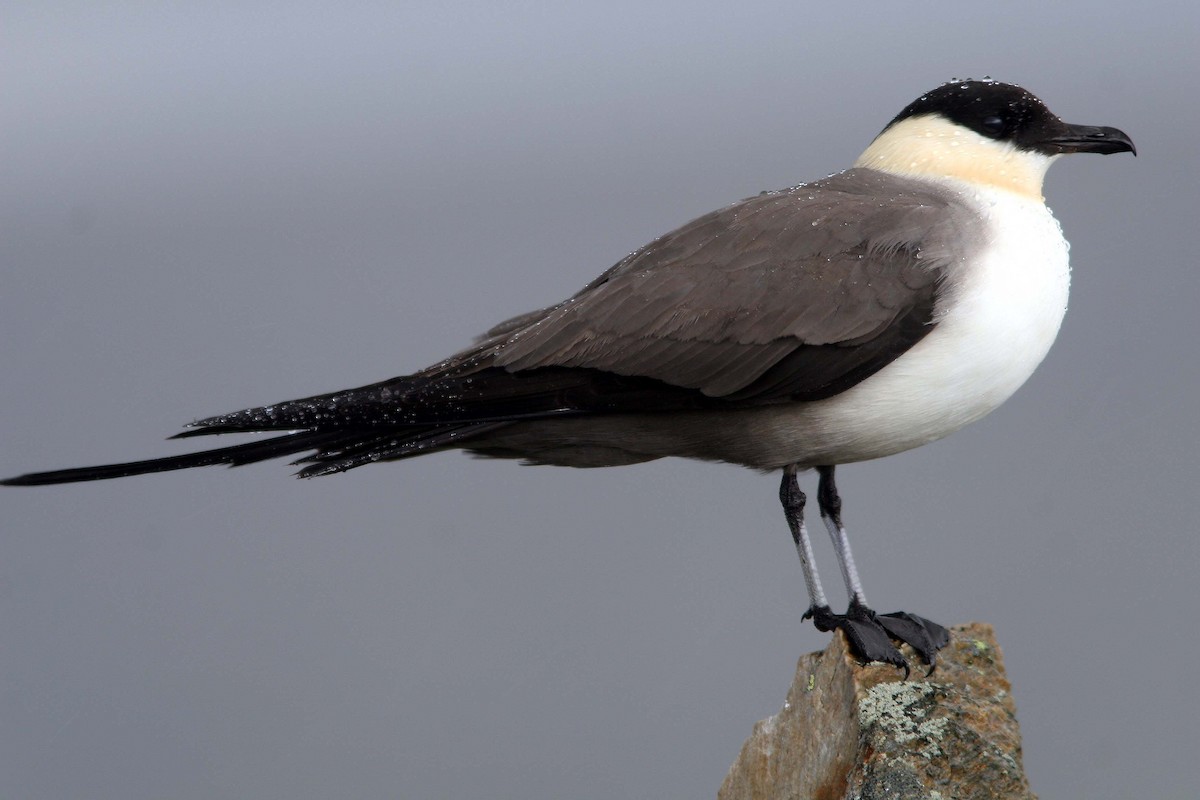 Long-tailed Jaeger - ML61763891