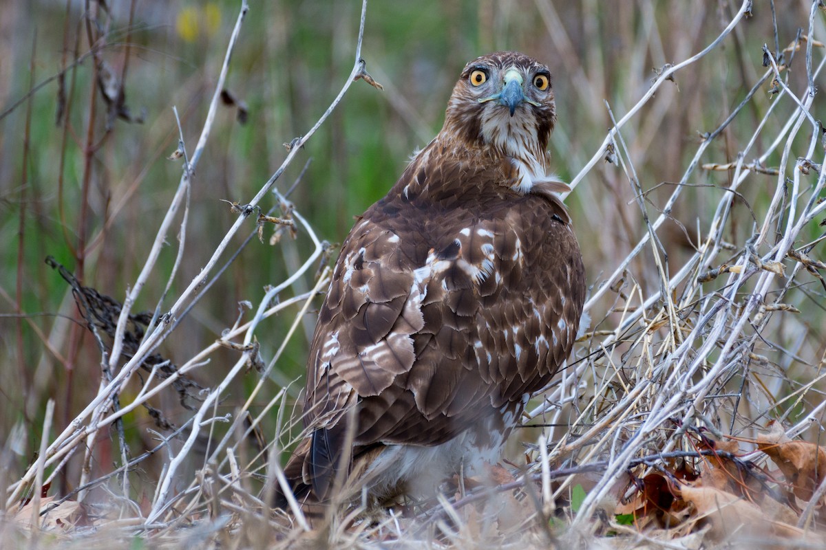 Red-tailed Hawk - ML617638941